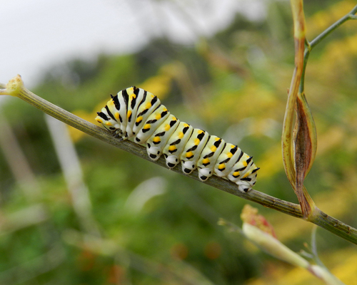 Black Swallowtail