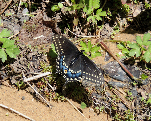 Black Swallowtail