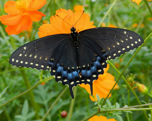 Black Swallowtail