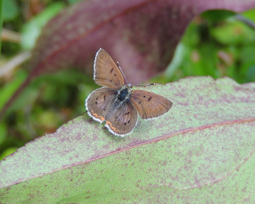 Bog Copper