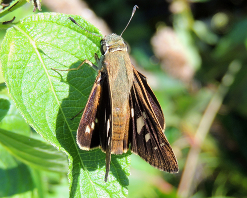 Brazilian Skipper