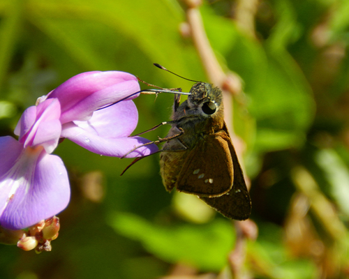 Brazilian Skipper