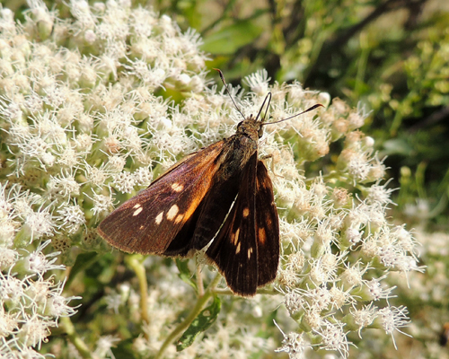 Broad-winged Skipper