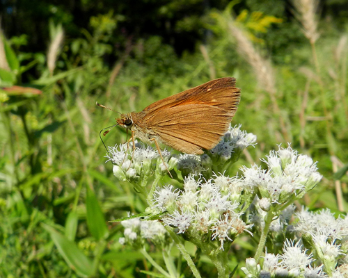 Broad-winged Skipper