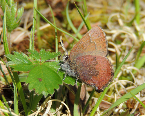 Brown Elfin