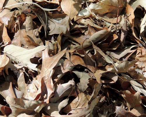 Brown Elfin