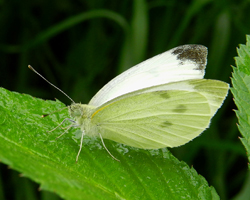 Cabbage White