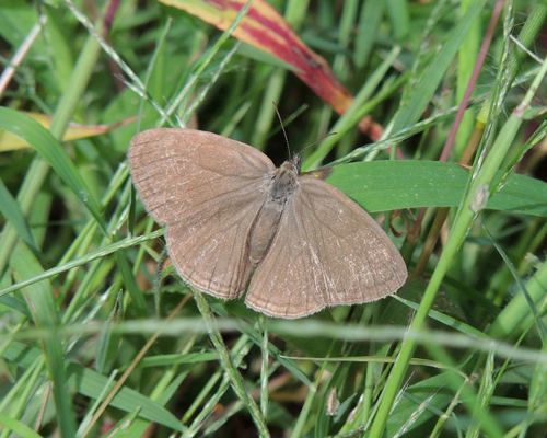 Carolina Satyr