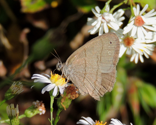 Carolina Satyr