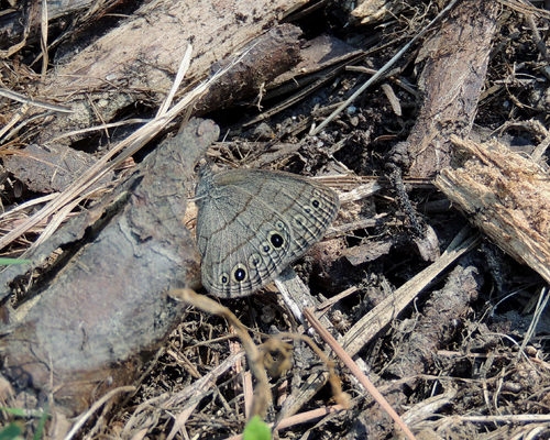 Carolina Satyr