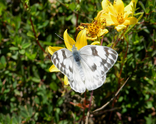 Checkered White