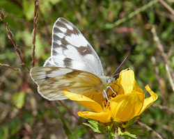 Checkered White