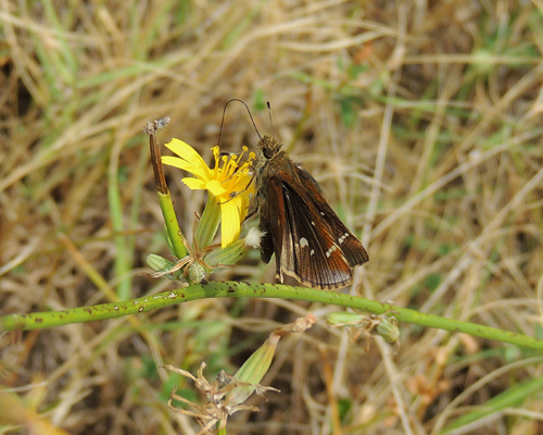 Clouded Skipper