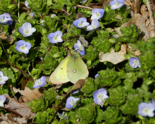Clouded Sulphur