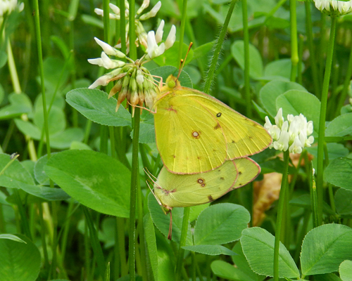 Clouded Sulphur