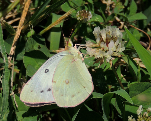 Clouded Sulphur