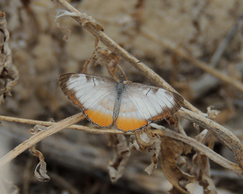 Common Mestra