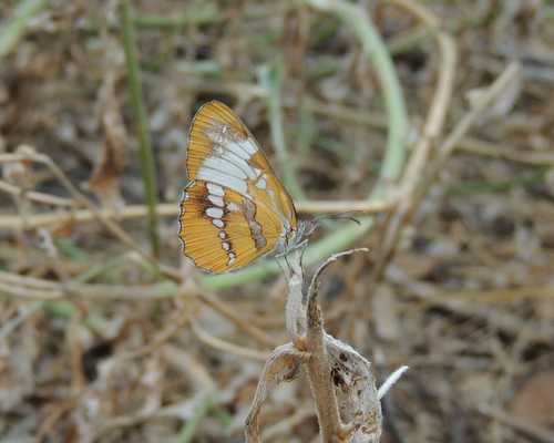 Common Mestra
