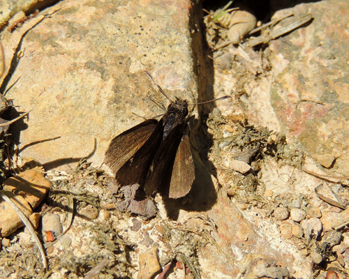 Common Roadside Skipper