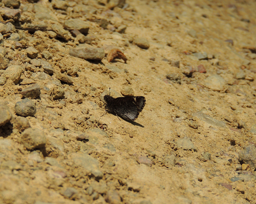 Common Roadside Skipper