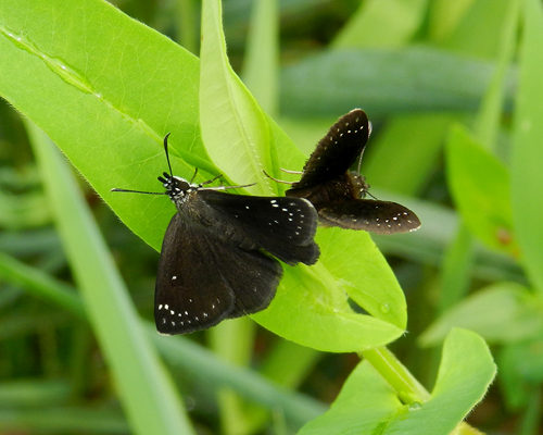 Common Sootywing