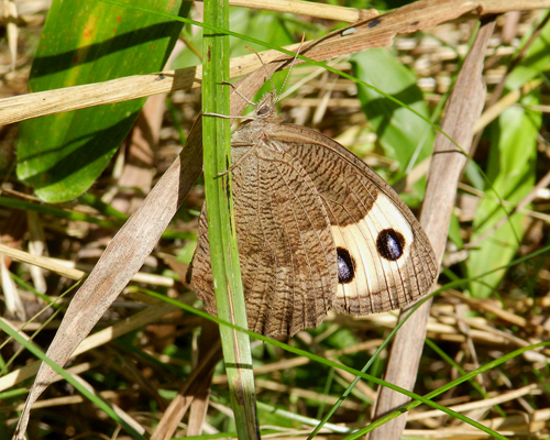 Common Wood Nymph