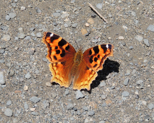 Compton Tortoiseshell