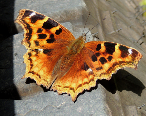 Compton Tortoiseshell