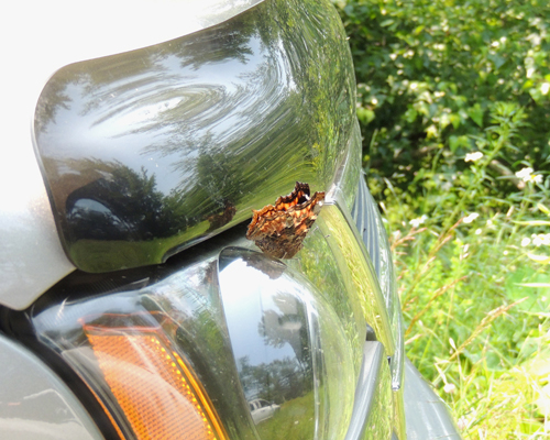Compton Tortoiseshell