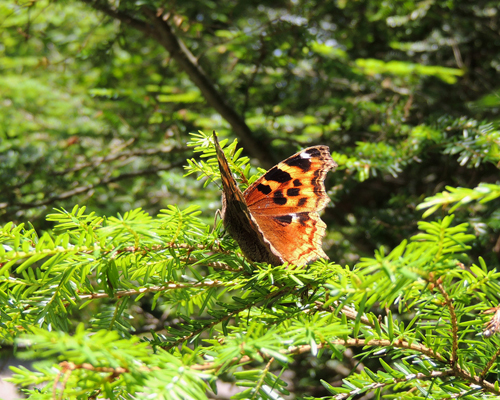 Compton Tortoiseshell