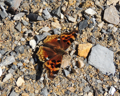 Compton Tortoiseshell