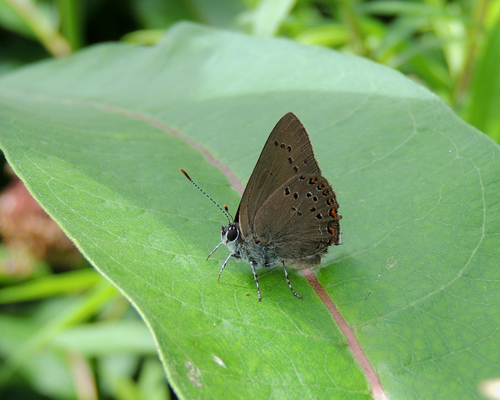 Coral Hairstreak