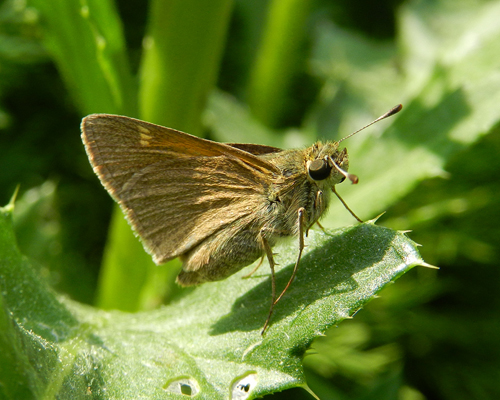 Crossline Skipper