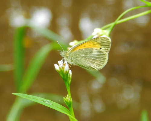 Dainty Sulphur