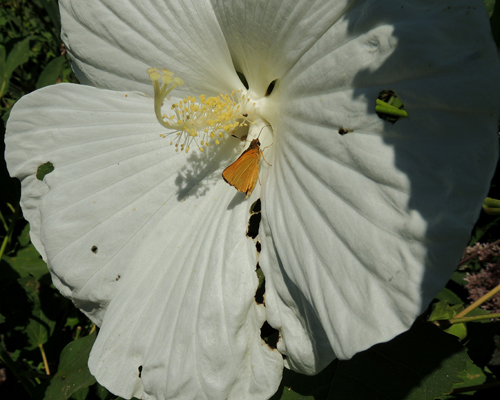 Delaware Skipper