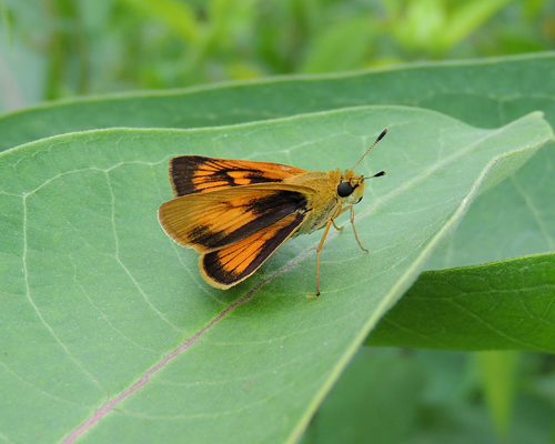 Delaware Skipper