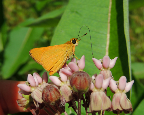 Delaware Skipper
