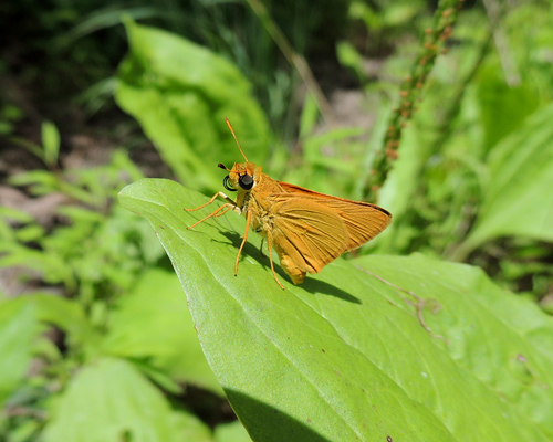 Delaware Skipper