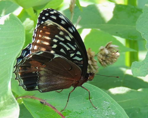 Diana Fritillary