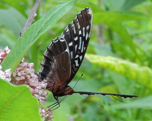 Diana Fritillary