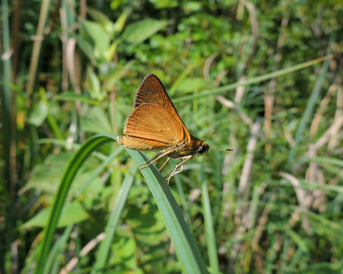 Dion Skipper