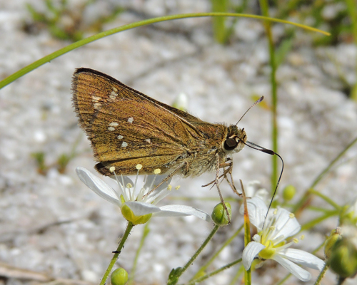 Dotted Skipper