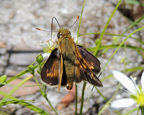 Dotted Skipper