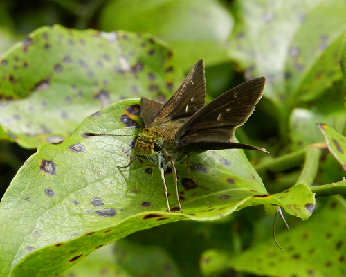 Dun Skipper