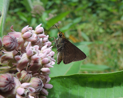 Dun Skipper