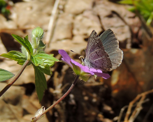 Dusky Azure