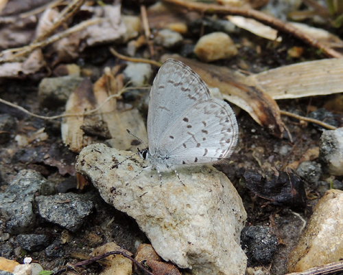 Dusky Azure