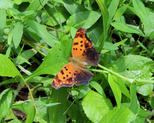 Eastern Comma