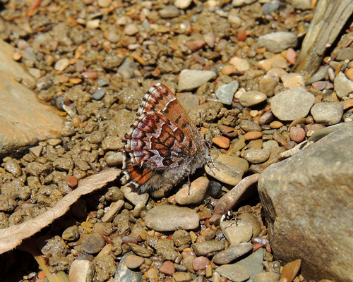 Eastern Pine Elfin