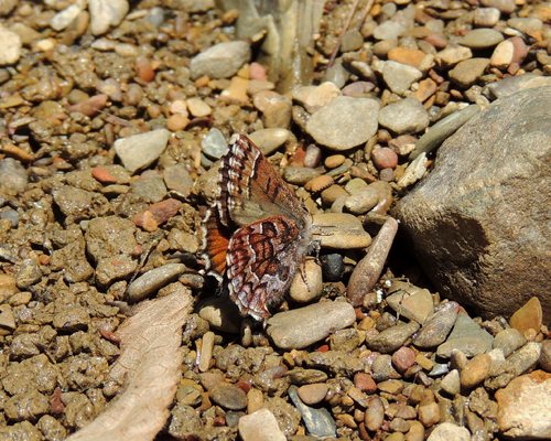 Eastern Pine Elfin